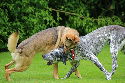 Hundewiese Eickhorst