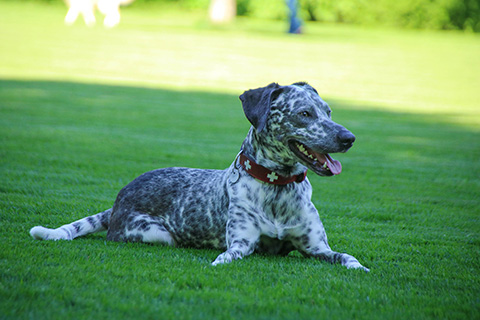 Hundewiese Eickhorst