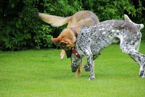 Hundewiese Eickhorst