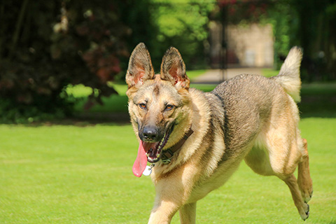 Hundewiese Eickhorst