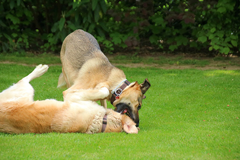 Hundewiese Eickhorst