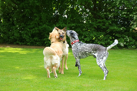 Hundewiese Eickhorst