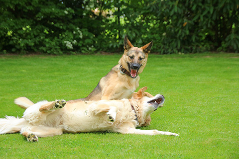 Hundewiese Eickhorst