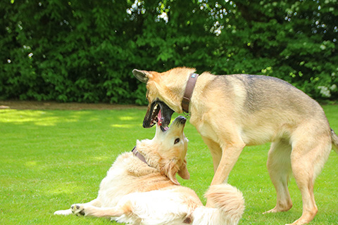 Hundewiese Eickhorst