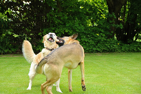 Hundewiese Eickhorst
