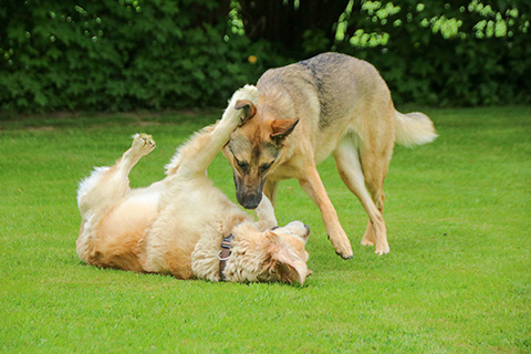 Hundewiese Eickhorst