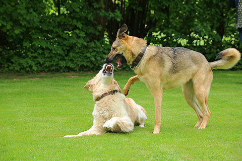 Hundewiese Eickhorst