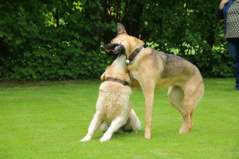 Hundewiese Eickhorst