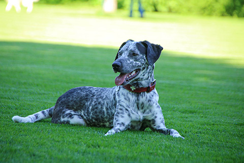 Hundewiese Eickhorst