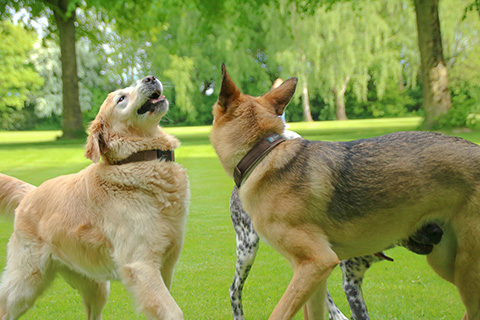 Hundewiese Eickhorst