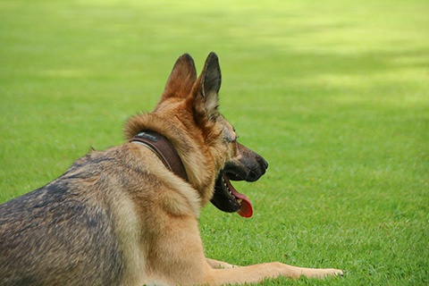 Hundewiese Eickhorst