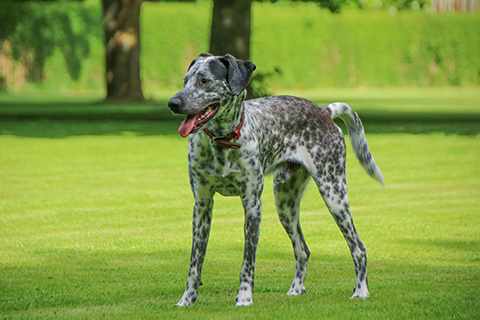 Hundewiese Eickhorst
