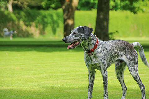 Hundewiese Eickhorst