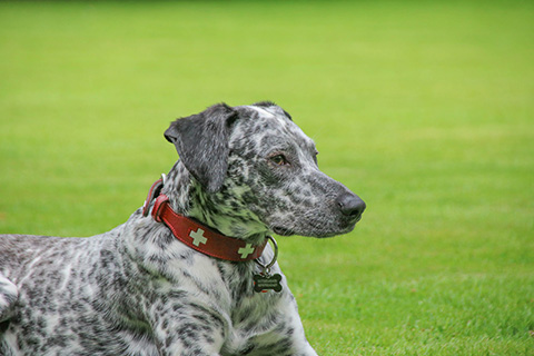 Hundewiese Eickhorst