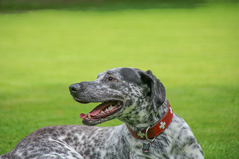 Hundewiese Eickhorst