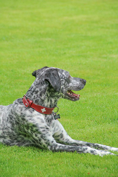 Hundewiese Eickhorst