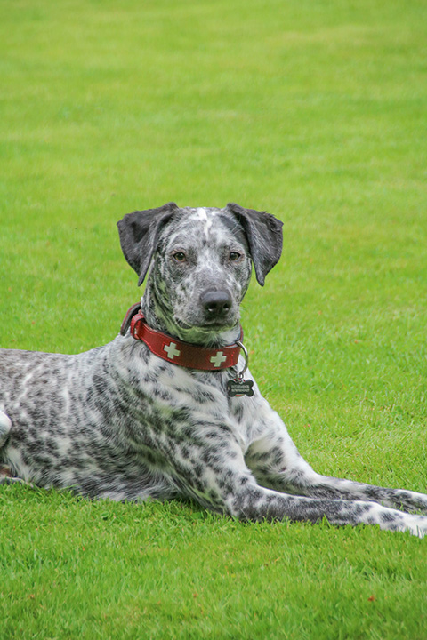 Hundewiese Eickhorst
