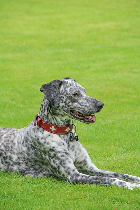 Hundewiese Eickhorst