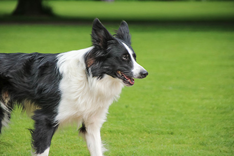 Hundewiese Eickhorst