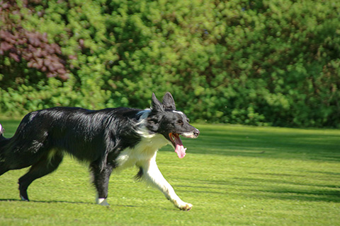 Hundewiese Eickhorst