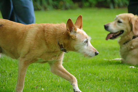 Hundewiese Eickhorst