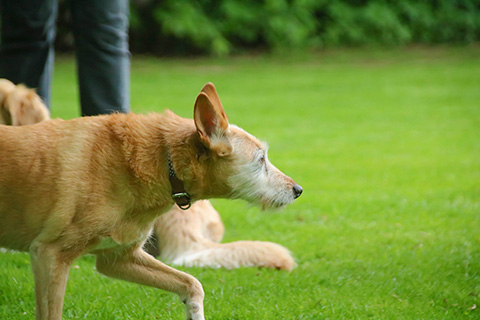 Hundewiese Eickhorst