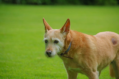 Hundewiese Eickhorst