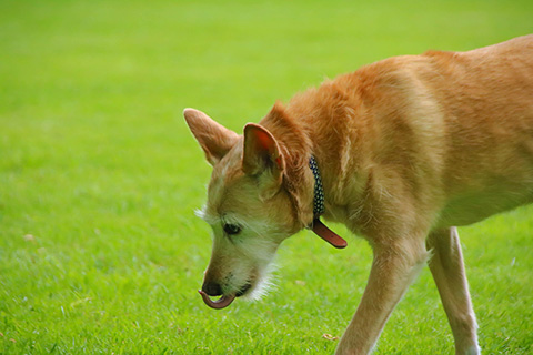 Hundewiese Eickhorst