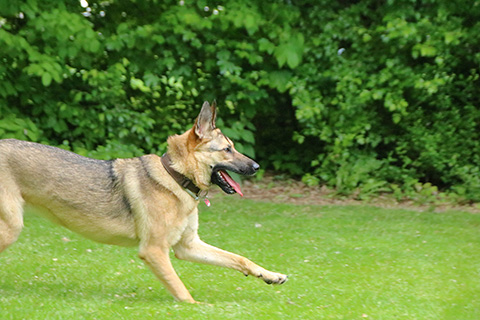 Hundewiese Eickhorst