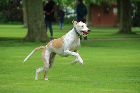 Hundewiese Eickhorst