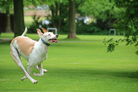 Hundewiese Eickhorst