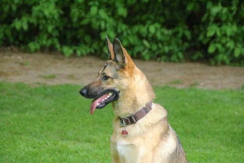 Hundewiese Eickhorst