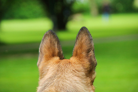 Hundewiese Eickhorst
