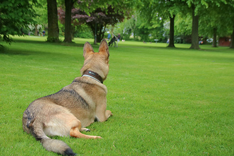 Hundewiese Eickhorst