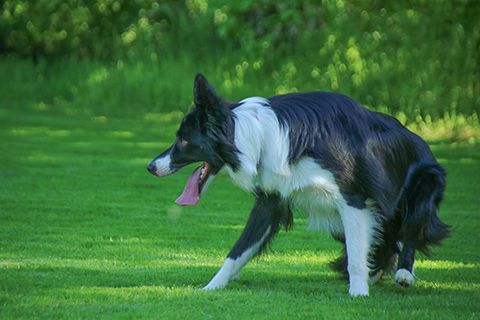 Hundewiese Eickhorst