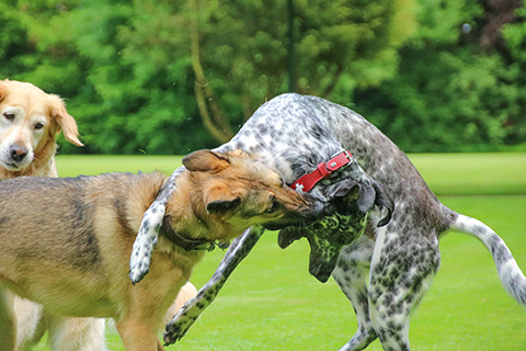 Hundewiese Eickhorst