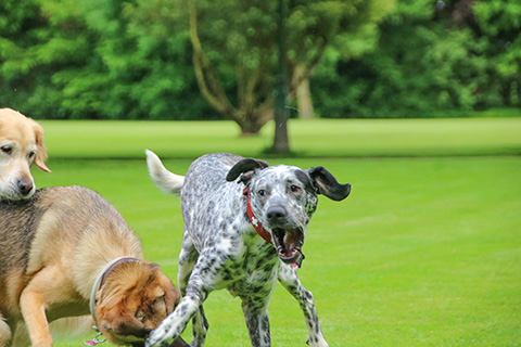 Hundewiese Eickhorst