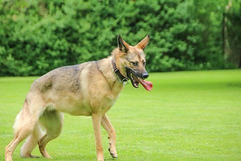 Hundewiese Eickhorst