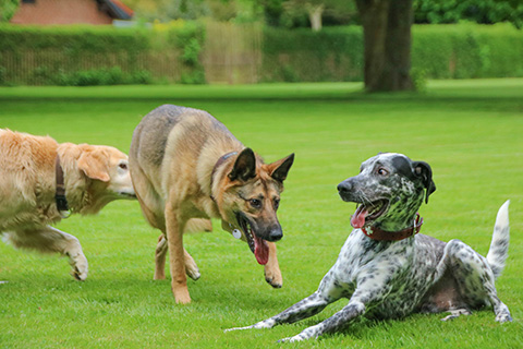 Hundewiese Eickhorst