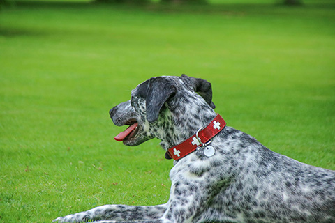 Hundewiese Eickhorst