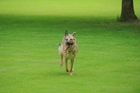 Hundewiese Eickhorst