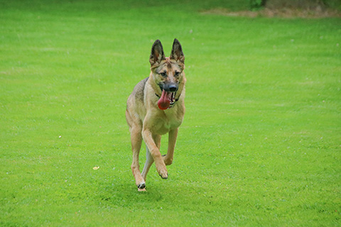 Hundewiese Eickhorst