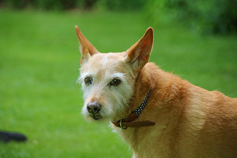 Hundewiese Eickhorst