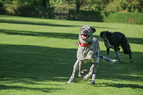 Hundewiese Eickhorst