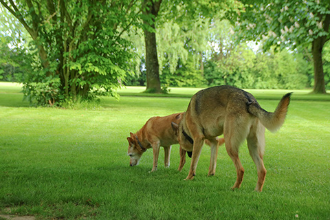 Hundewiese Eickhorst