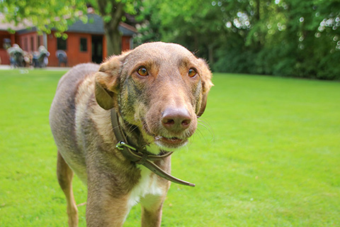 Hundewiese Eickhorst