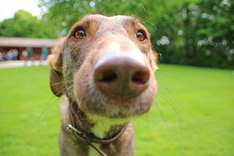 Hundewiese Eickhorst
