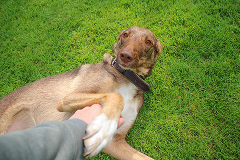 Hundewiese Eickhorst