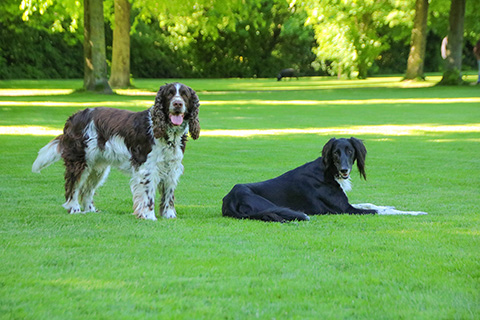 Hundewiese Eickhorst