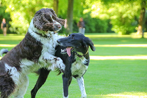 Hundewiese Eickhorst